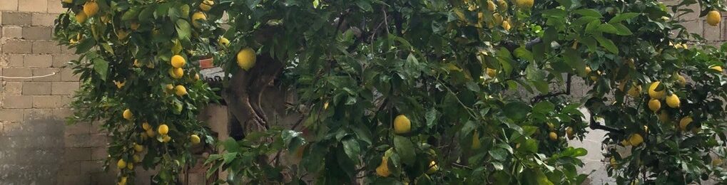 Limoni & limoni
